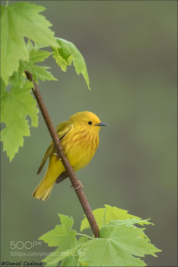 Canon EOS 7D Mark II sample photo. Yellow warbler in maple photography