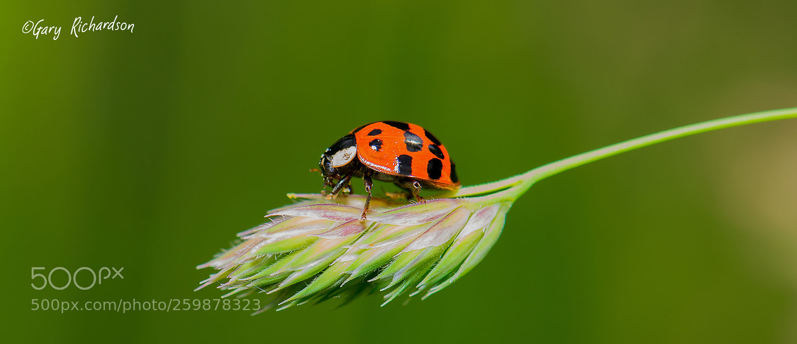Nikon D800 sample photo. Harlequin ladybird photography
