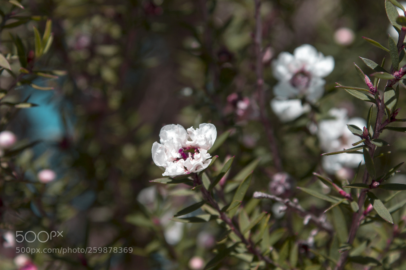 Canon EOS 1100D (EOS Rebel T3 / EOS Kiss X50) sample photo. We were born to photography
