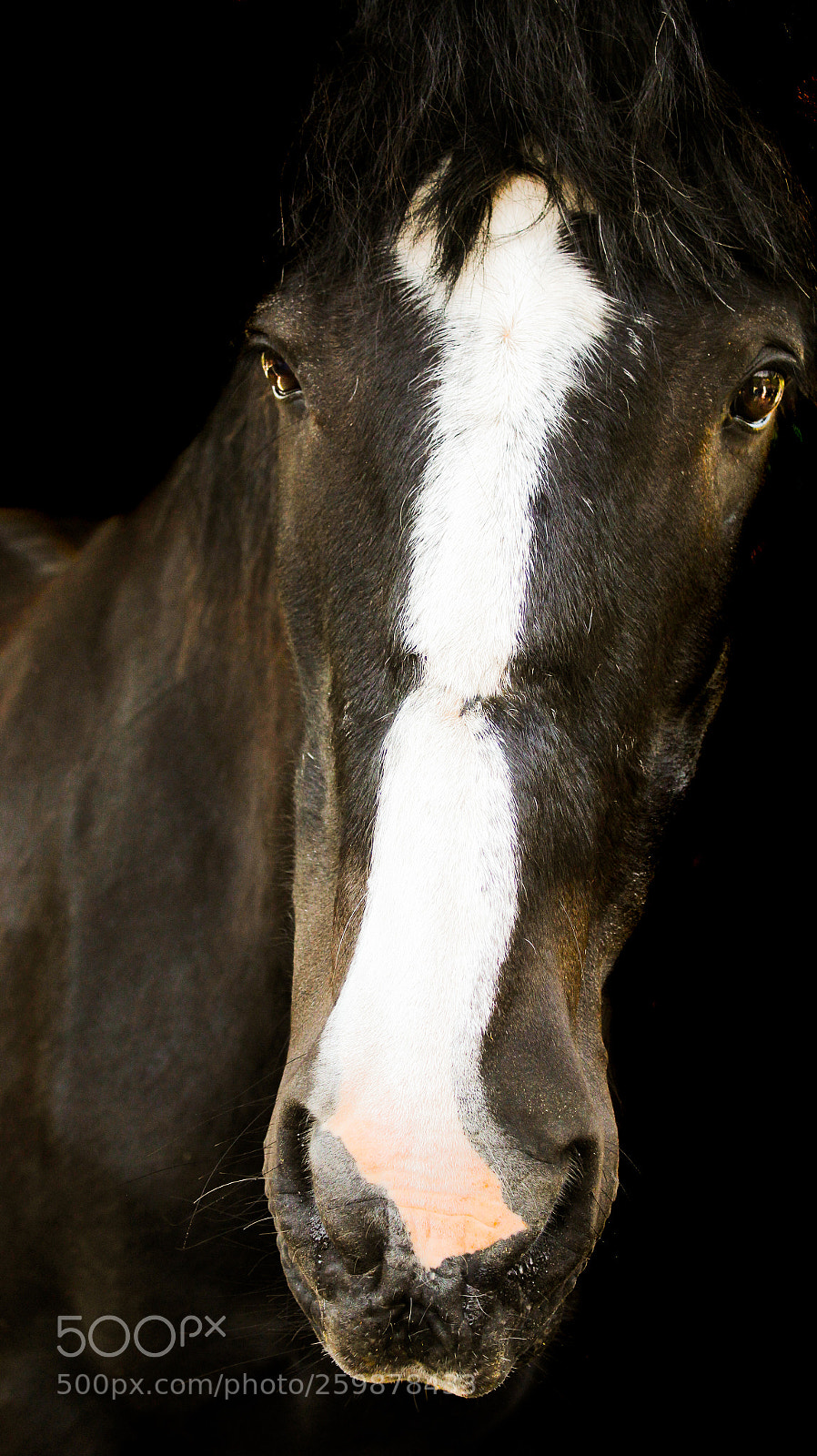 Canon EOS 1200D (EOS Rebel T5 / EOS Kiss X70 / EOS Hi) sample photo. Horse photography