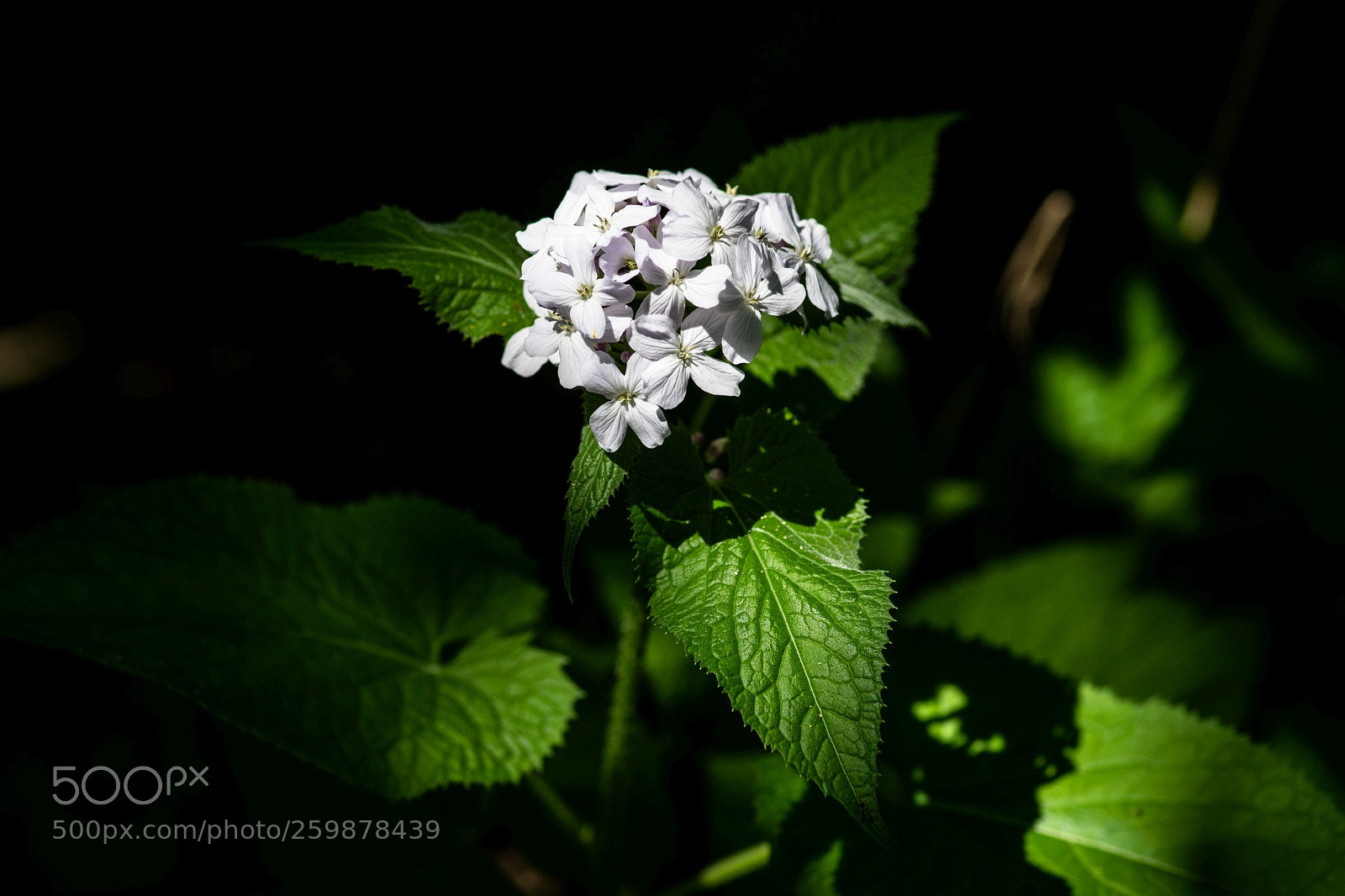 Sony a7 II sample photo. Vom sonnenstrahl erhellt photography