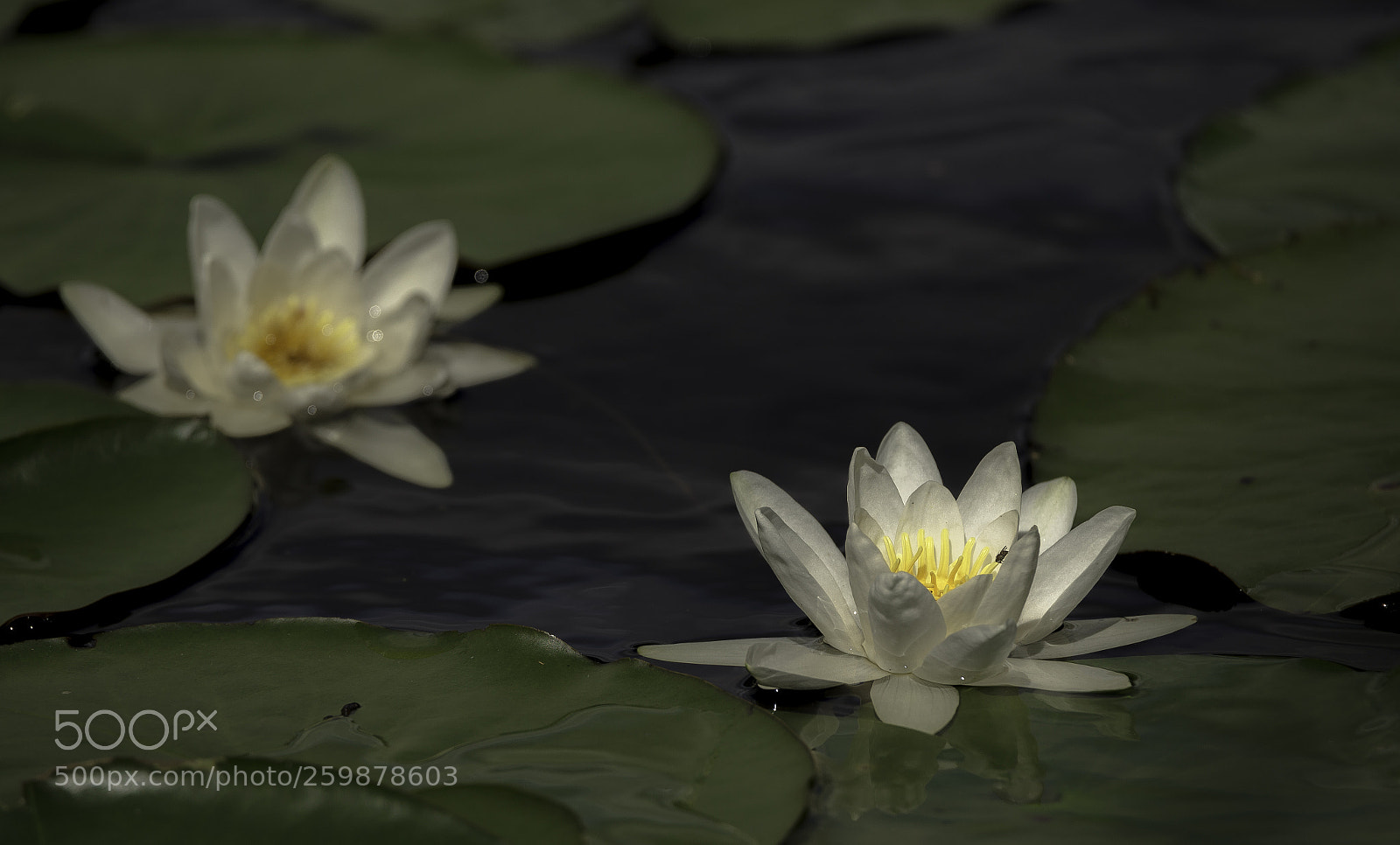Canon EOS 6D sample photo. Vannliljer photography