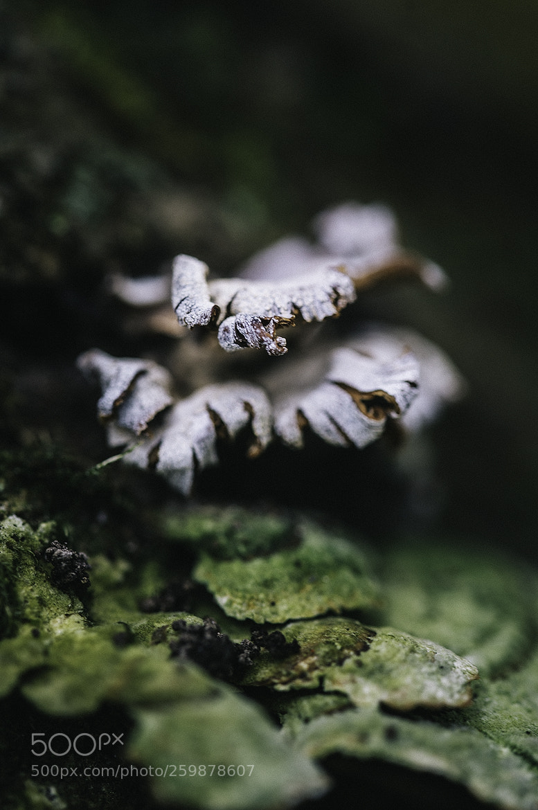 Nikon D600 sample photo. 180528 photography