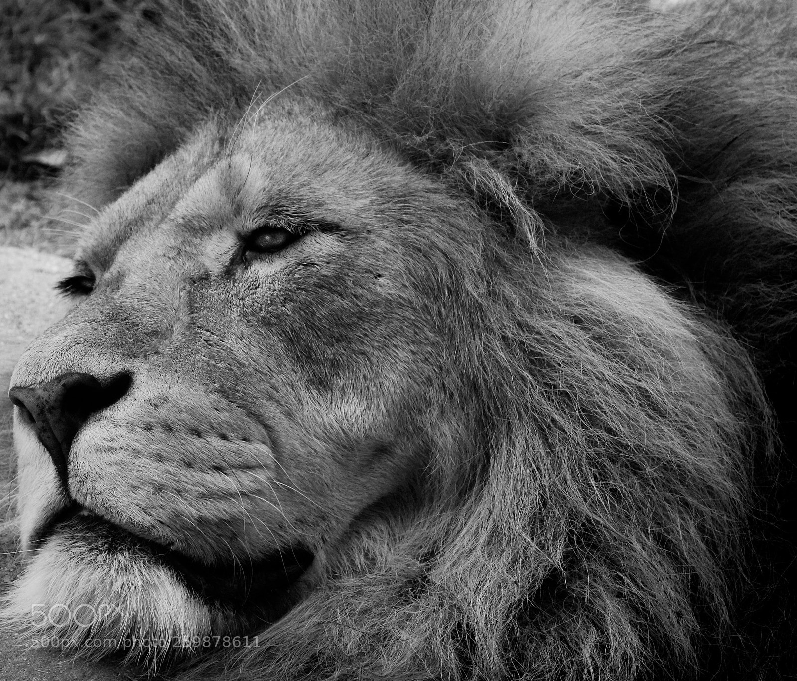 Canon EOS 1200D (EOS Rebel T5 / EOS Kiss X70 / EOS Hi) sample photo. Lion king photography