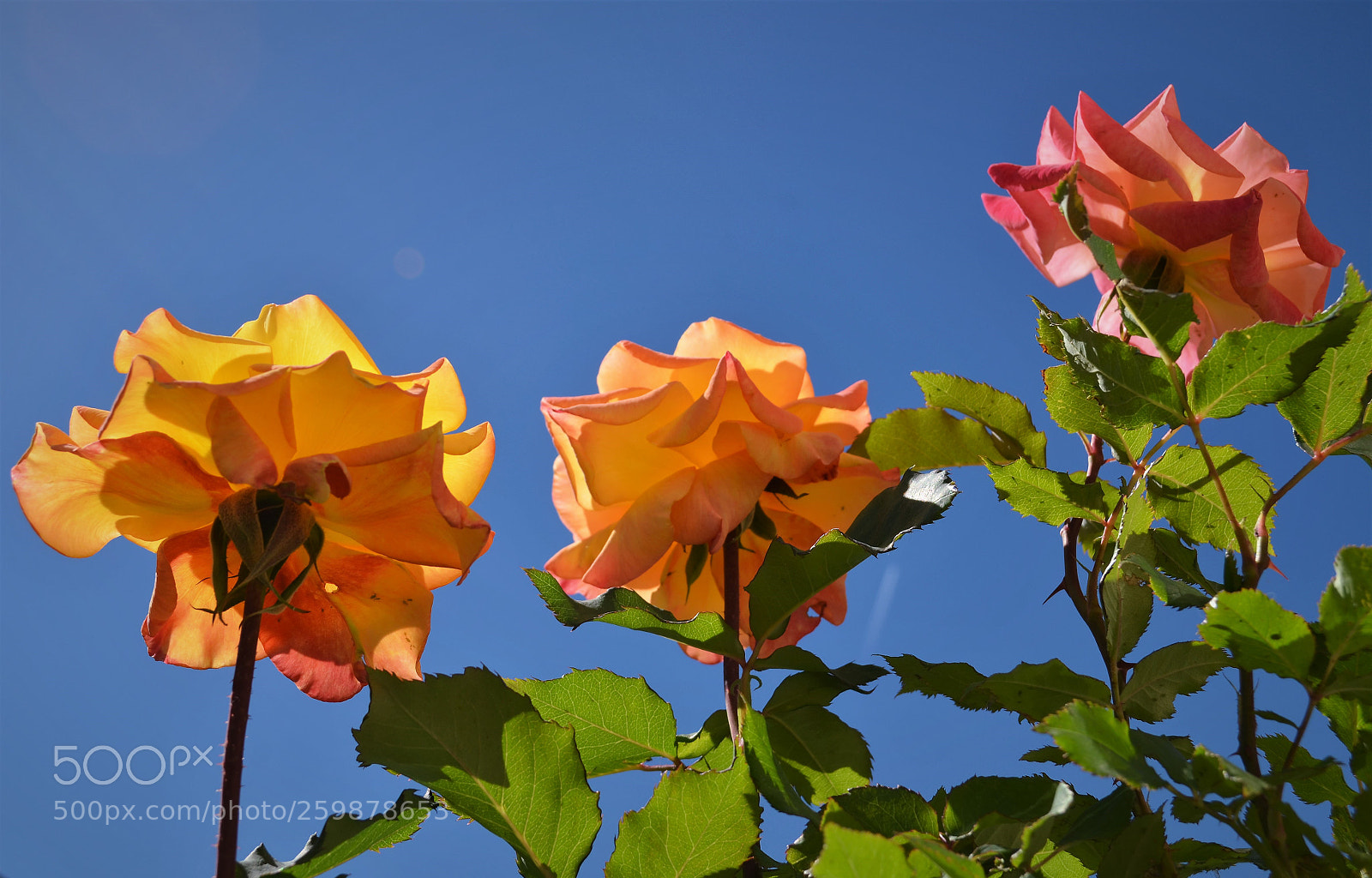 Nikon D5100 sample photo. Three roses photography