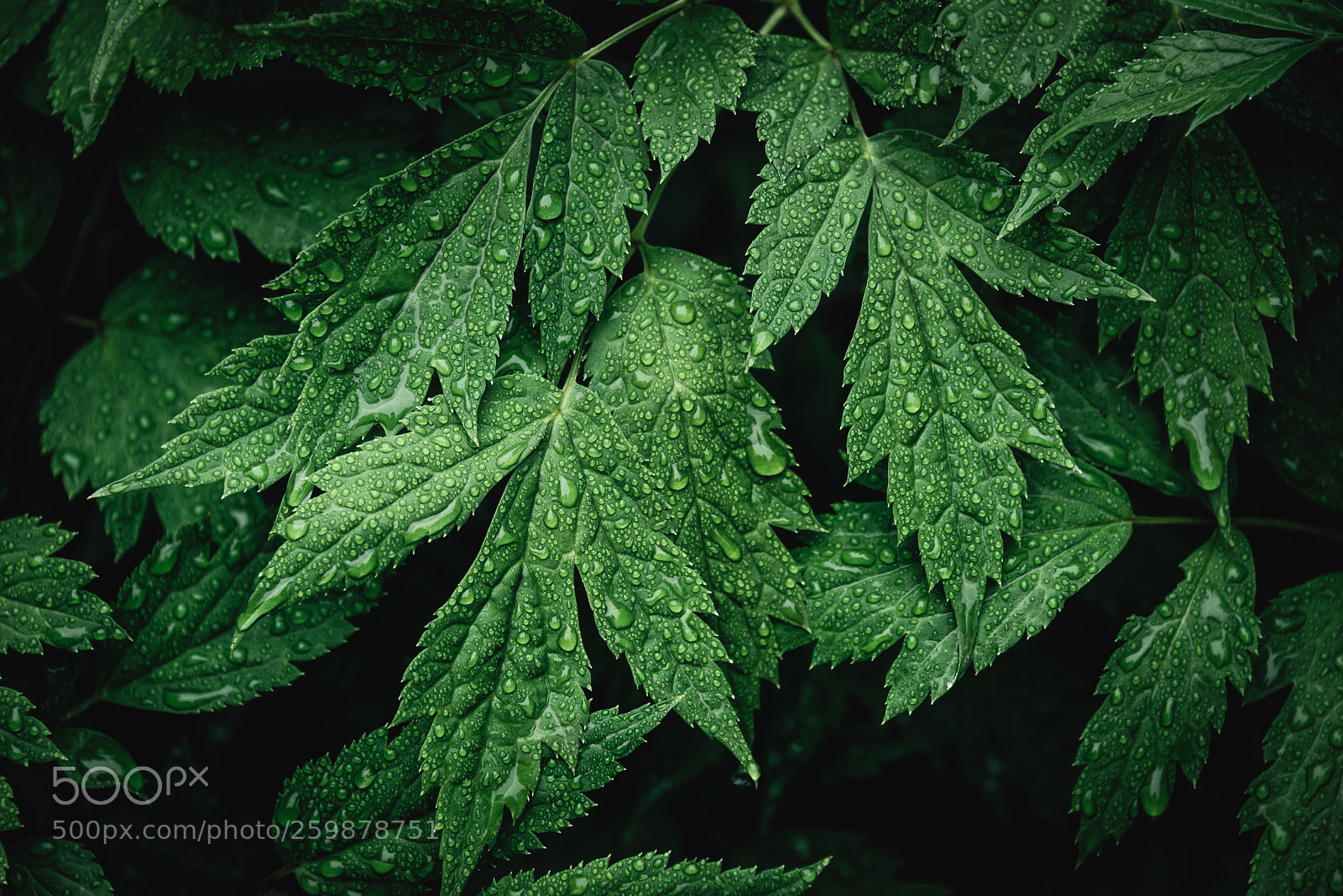Nikon D750 sample photo. Wet leaves photography