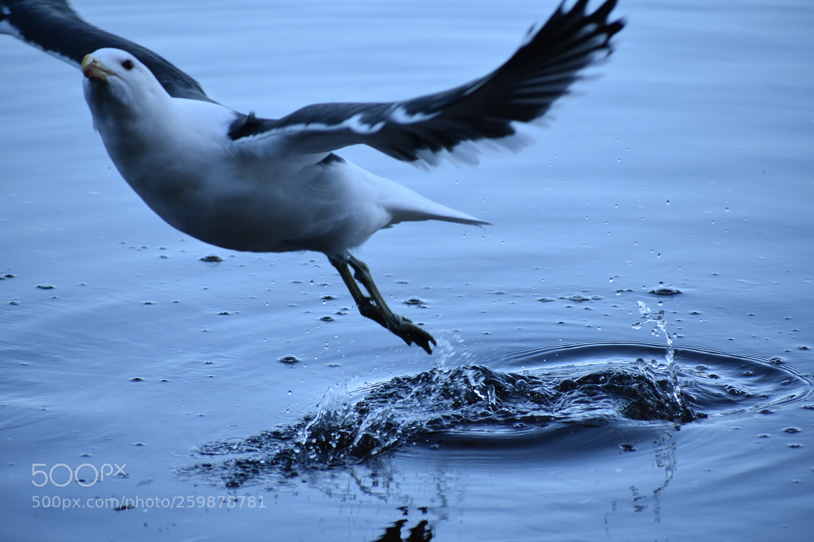 Nikon D3400 sample photo. The splash photography