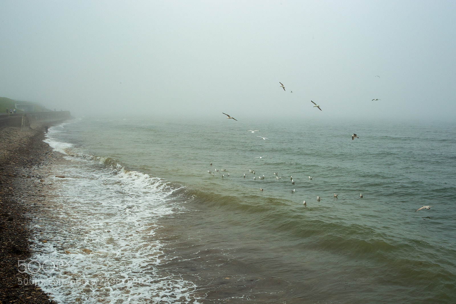 Canon EOS 6D sample photo. Gulls foggy horizon photography