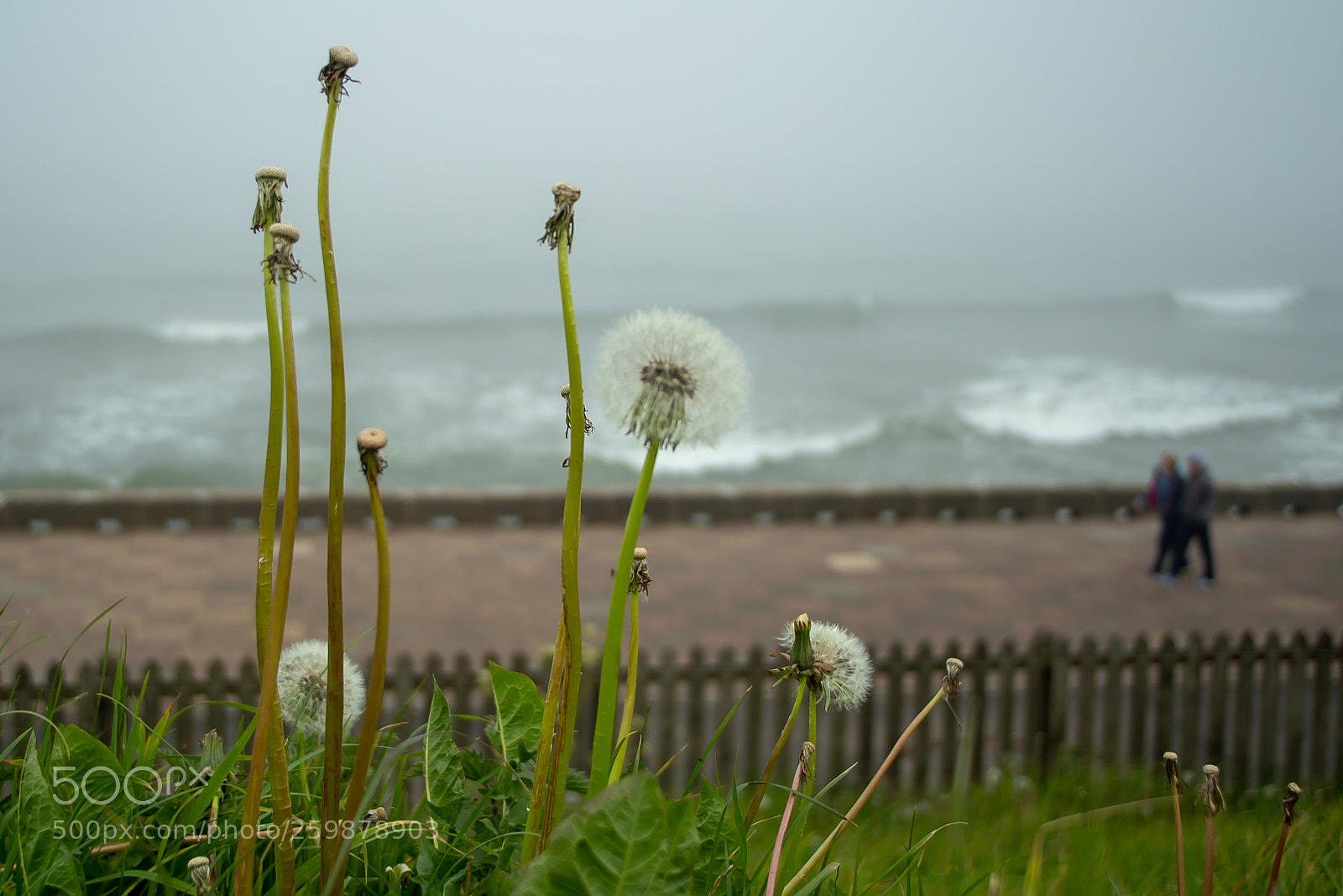 Canon EOS 6D sample photo. Dandelions photography