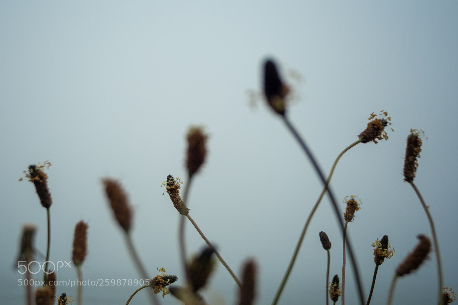 Canon EOS 6D sample photo. Clover photography
