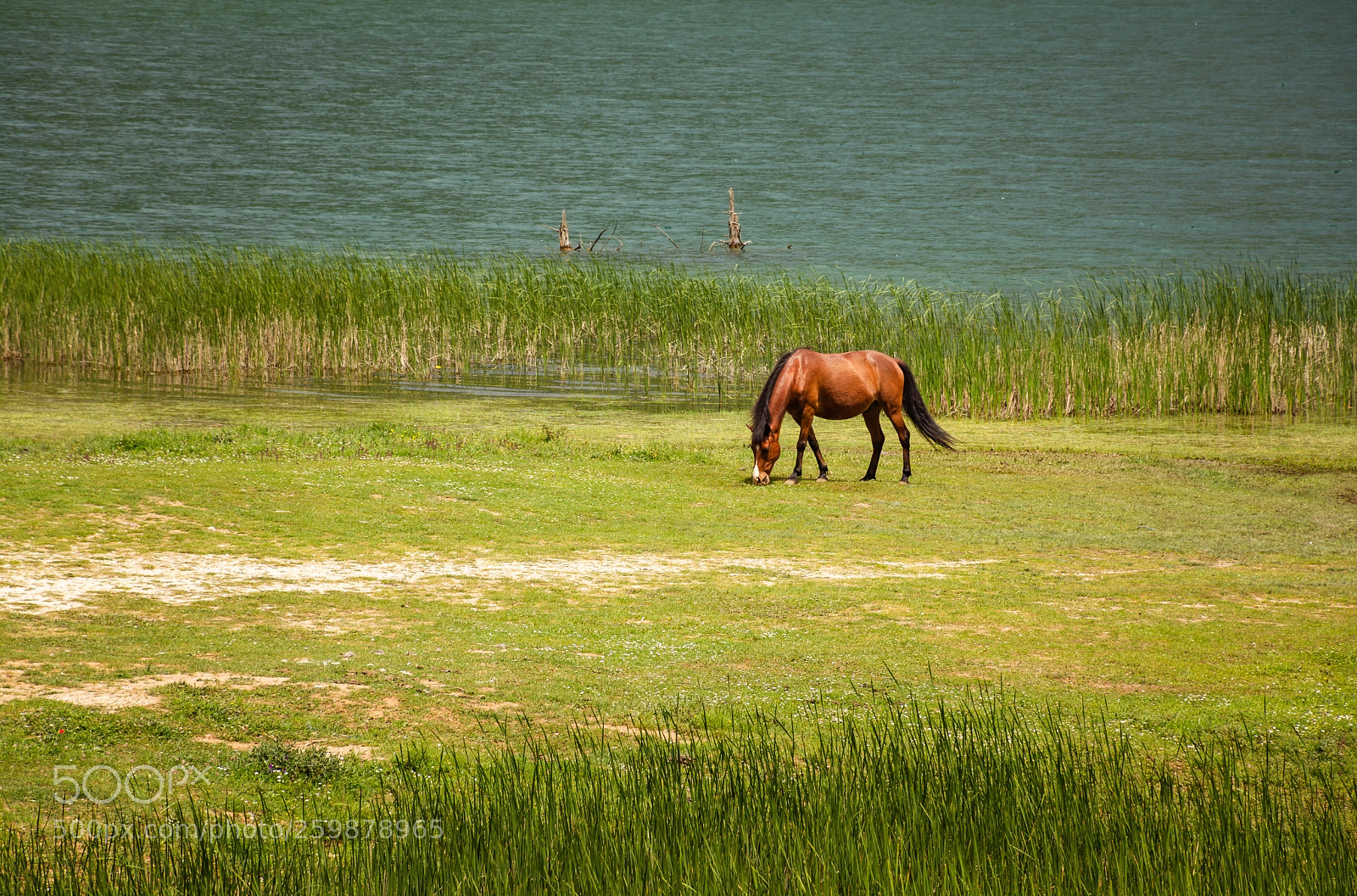 Nikon D7100 sample photo. Eating grass.. photography