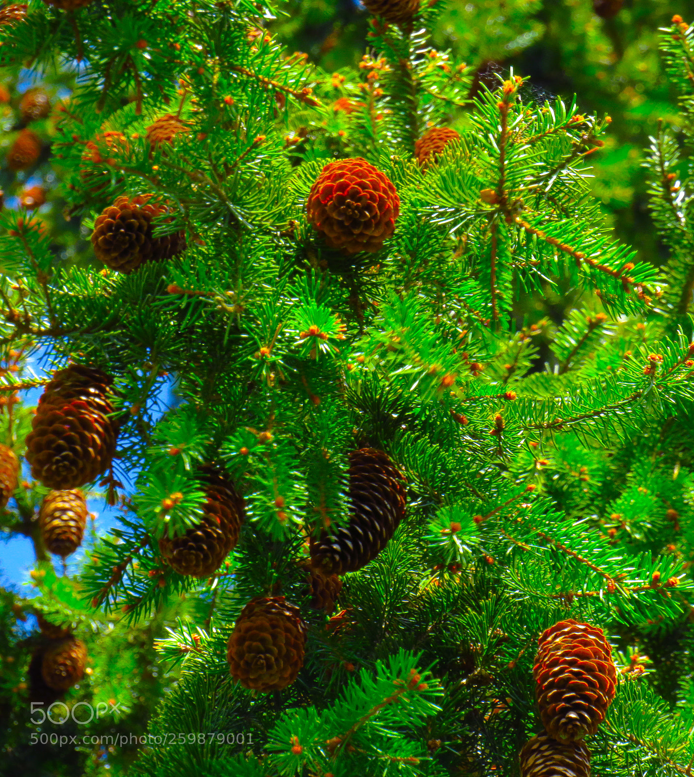 Canon PowerShot SX540 HS sample photo. Spruce with cones photography