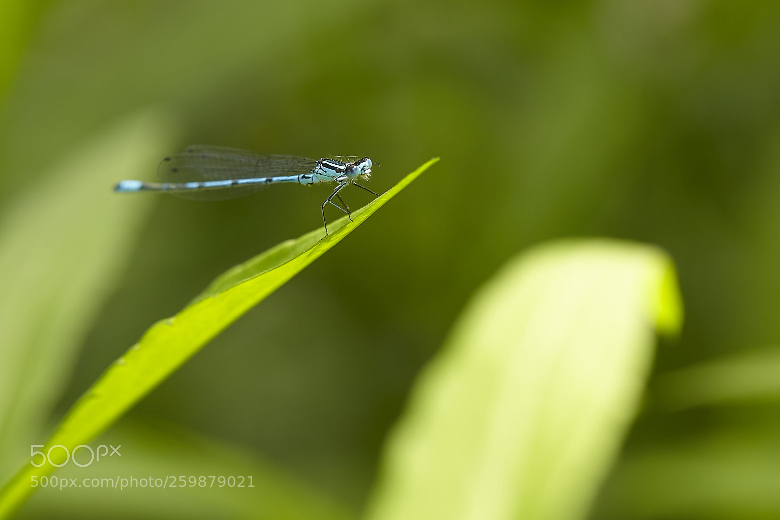 Canon EOS 5D Mark II sample photo. Dragonfly in the wild photography