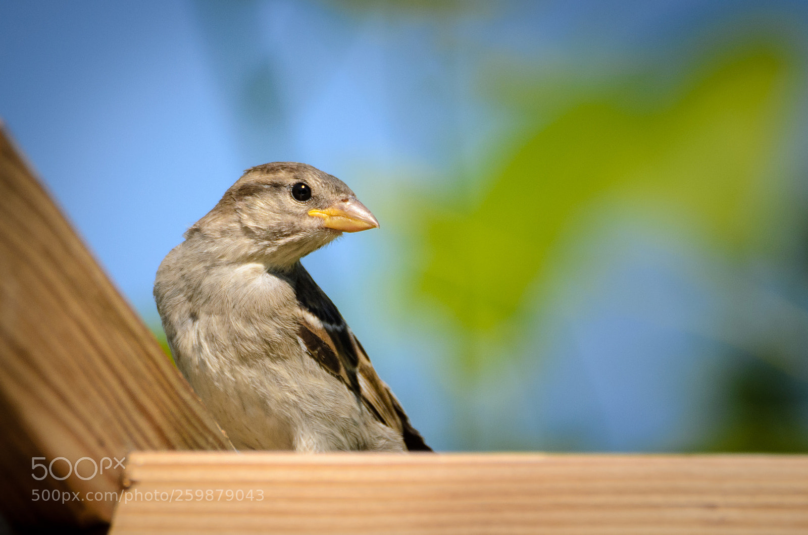 Nikon D7000 sample photo. Jack sparrow visiting photography