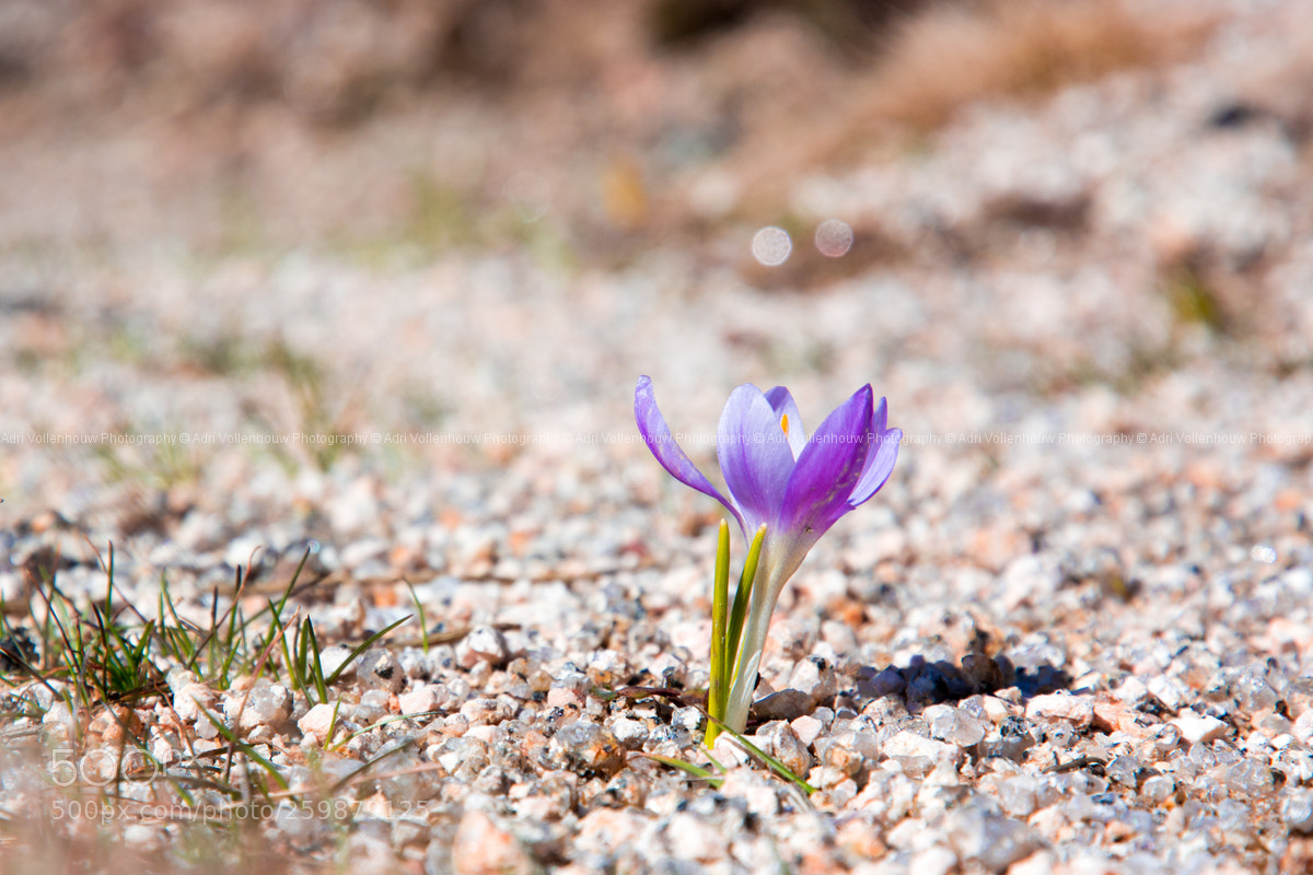 Nikon D7100 sample photo. Crocus photography