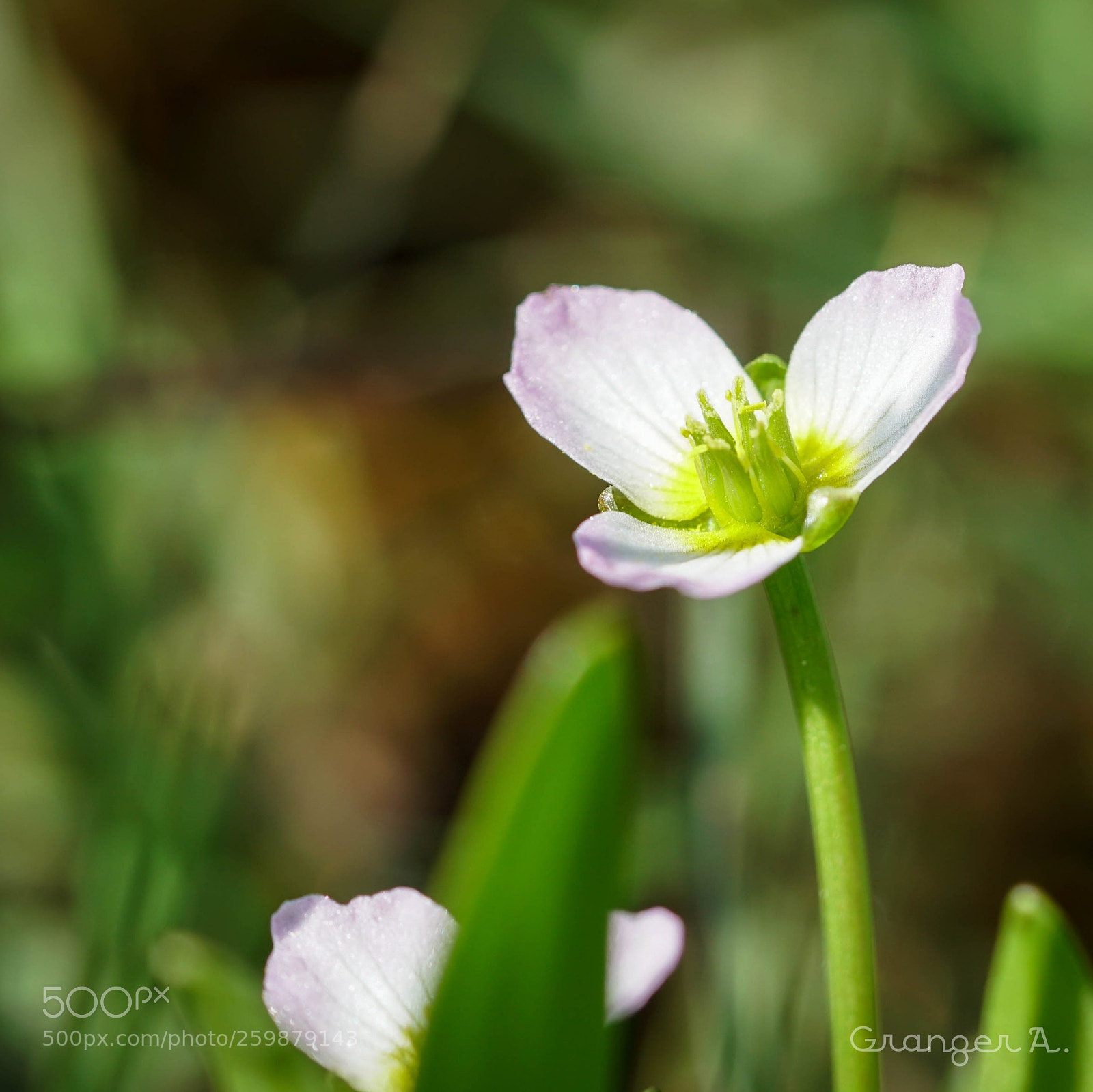 Sony a6500 sample photo. Damasonium photography