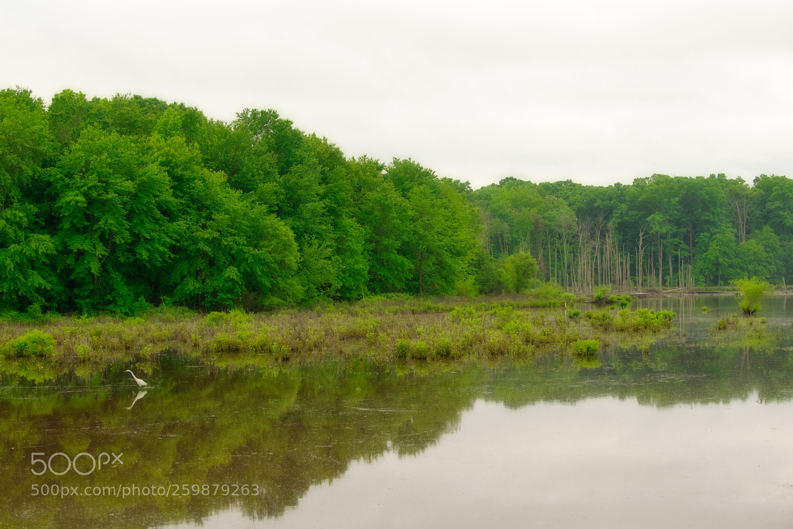 Nikon D800 sample photo. Morning at the marsh photography