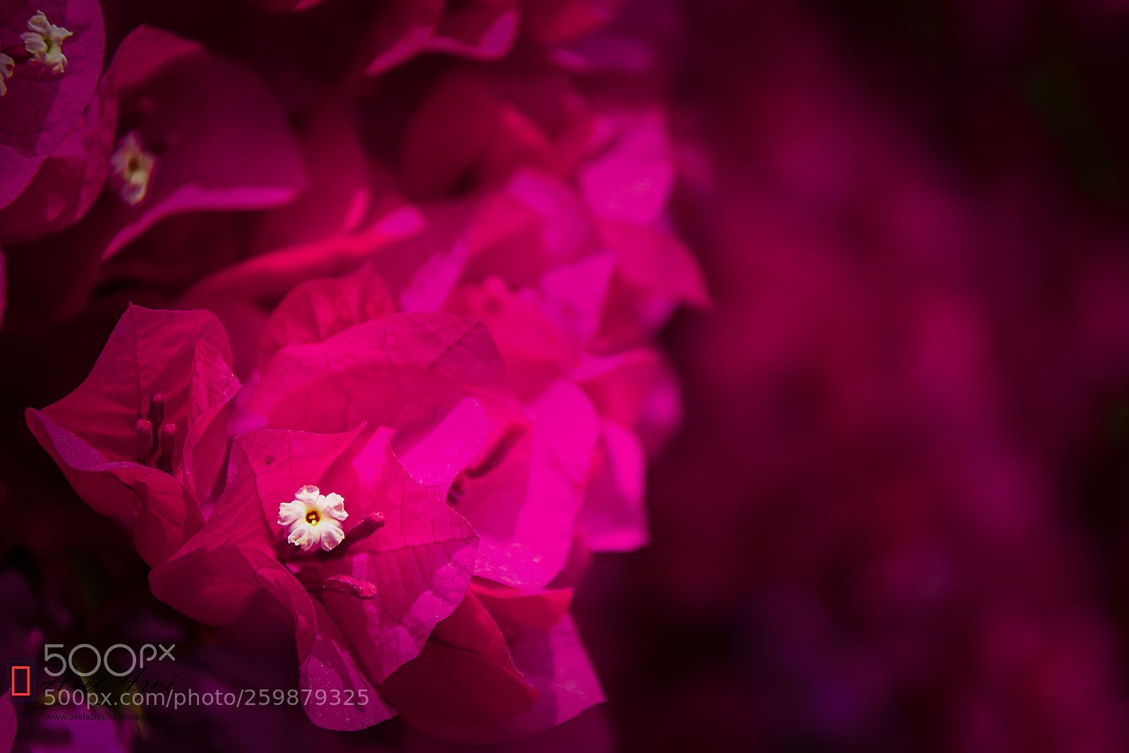 Nikon D7200 sample photo. Flower power photography