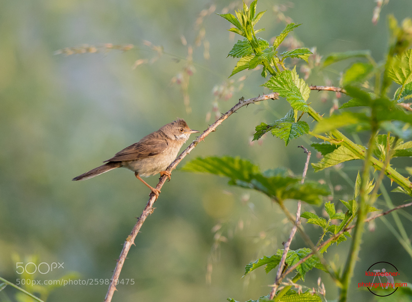 Canon EOS 5D Mark IV sample photo. Teichrohrs nger reed warbler photography