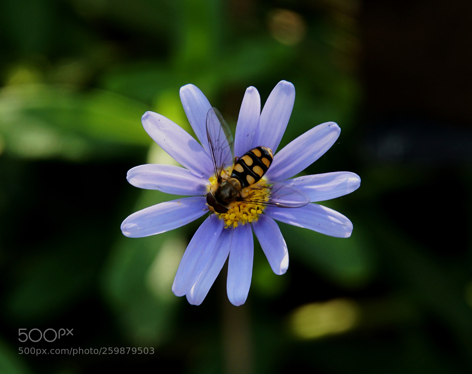 Sony a6300 sample photo. Flower photography