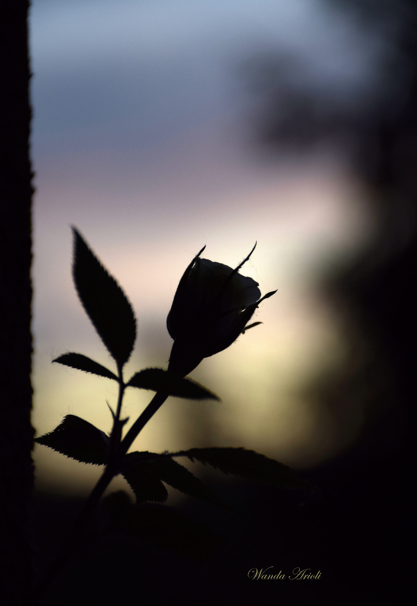 Nikon D5300 sample photo