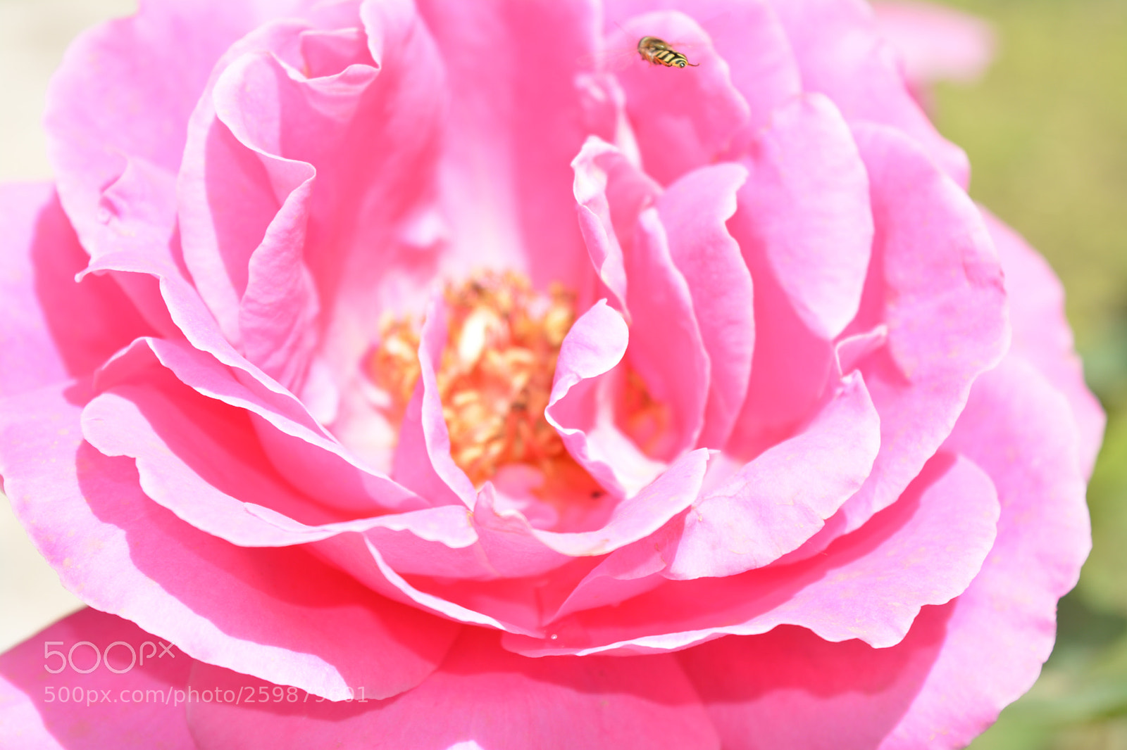 Nikon D5200 sample photo. Up photography