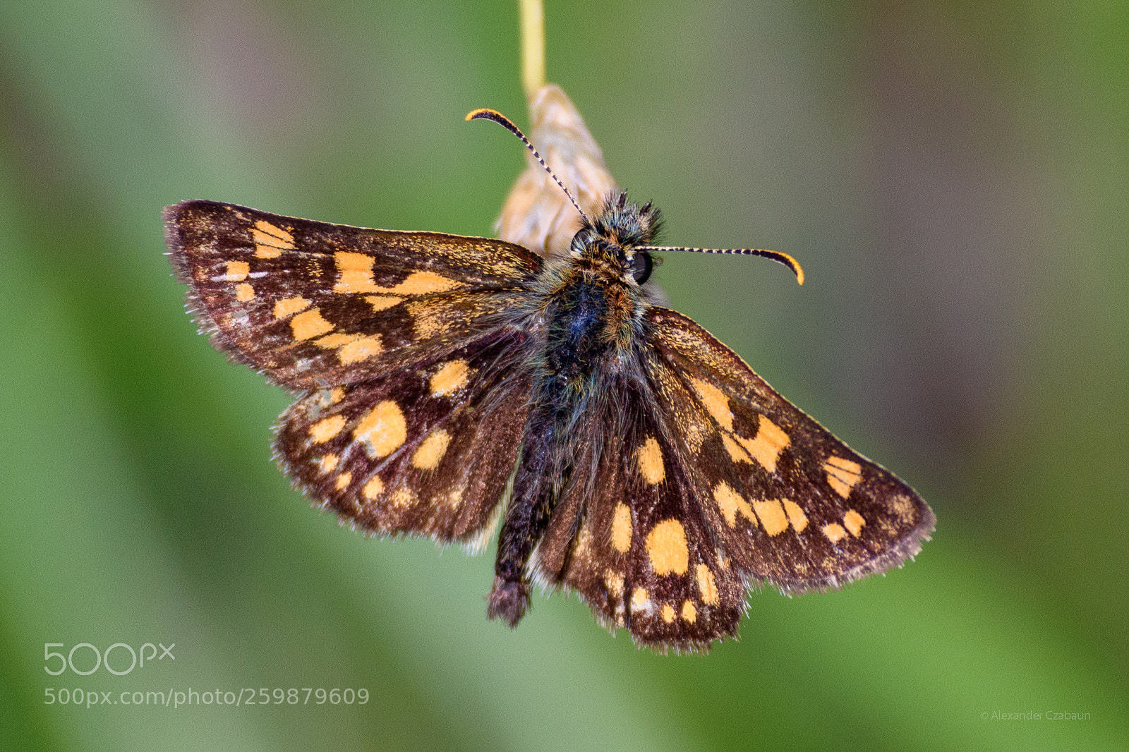 Nikon D5500 sample photo. Butterfly photography