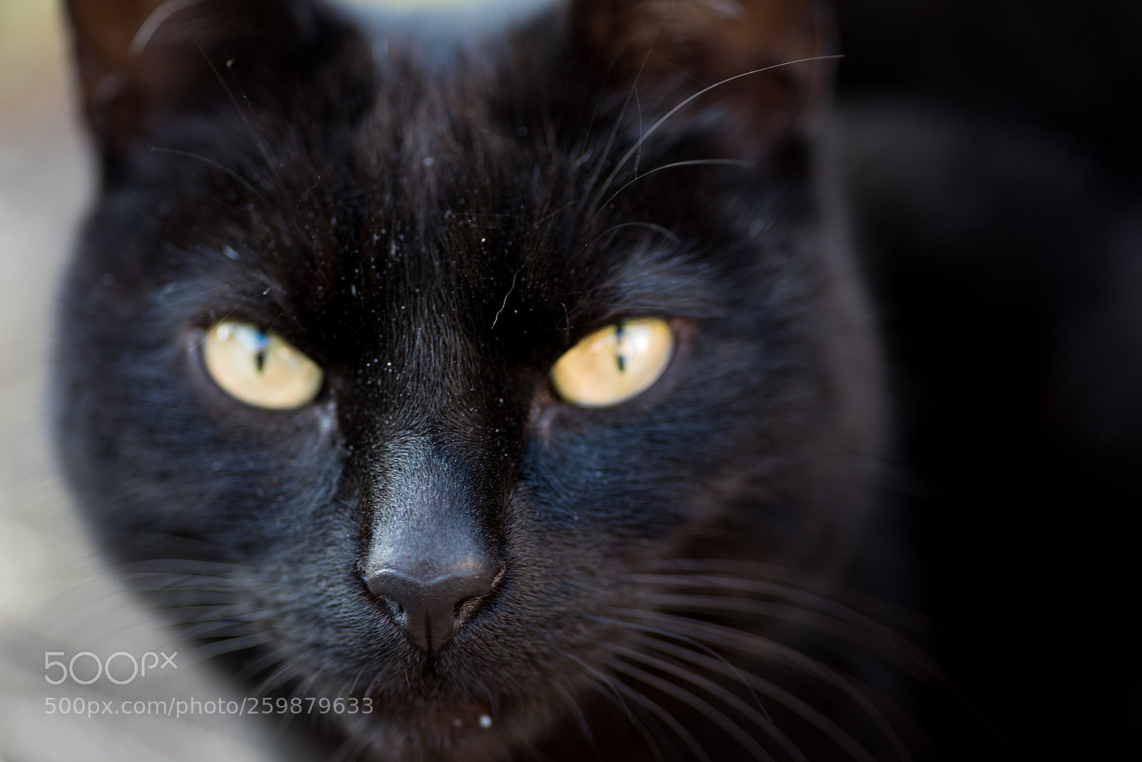 Nikon D810 sample photo. Photos for milk photography