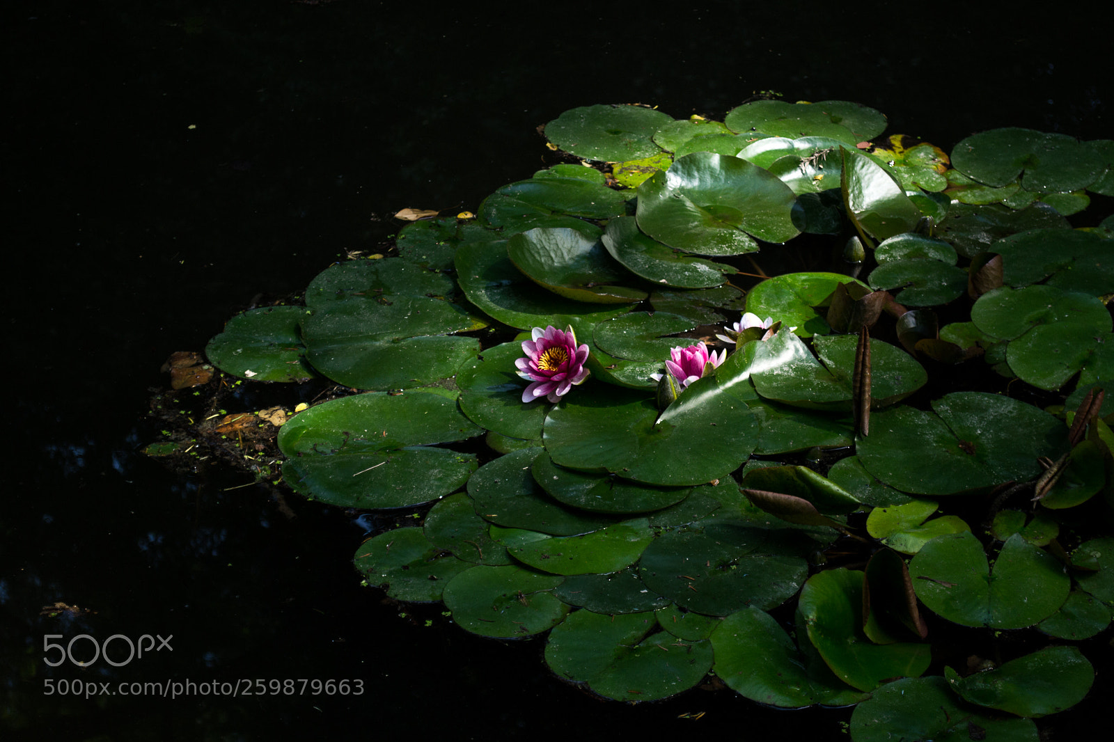 Nikon D3100 sample photo. Pink water lily photography