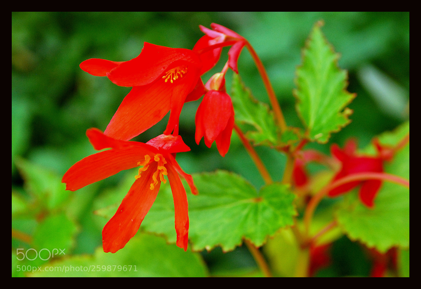 Nikon D80 sample photo. Flowers photography