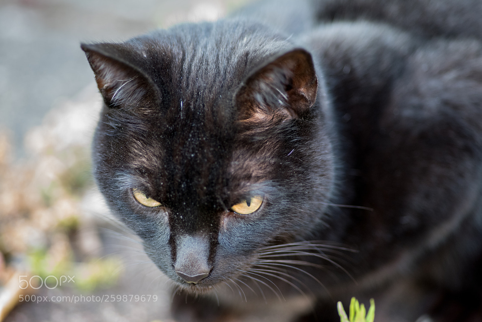 Nikon D810 sample photo. Photos for milk photography