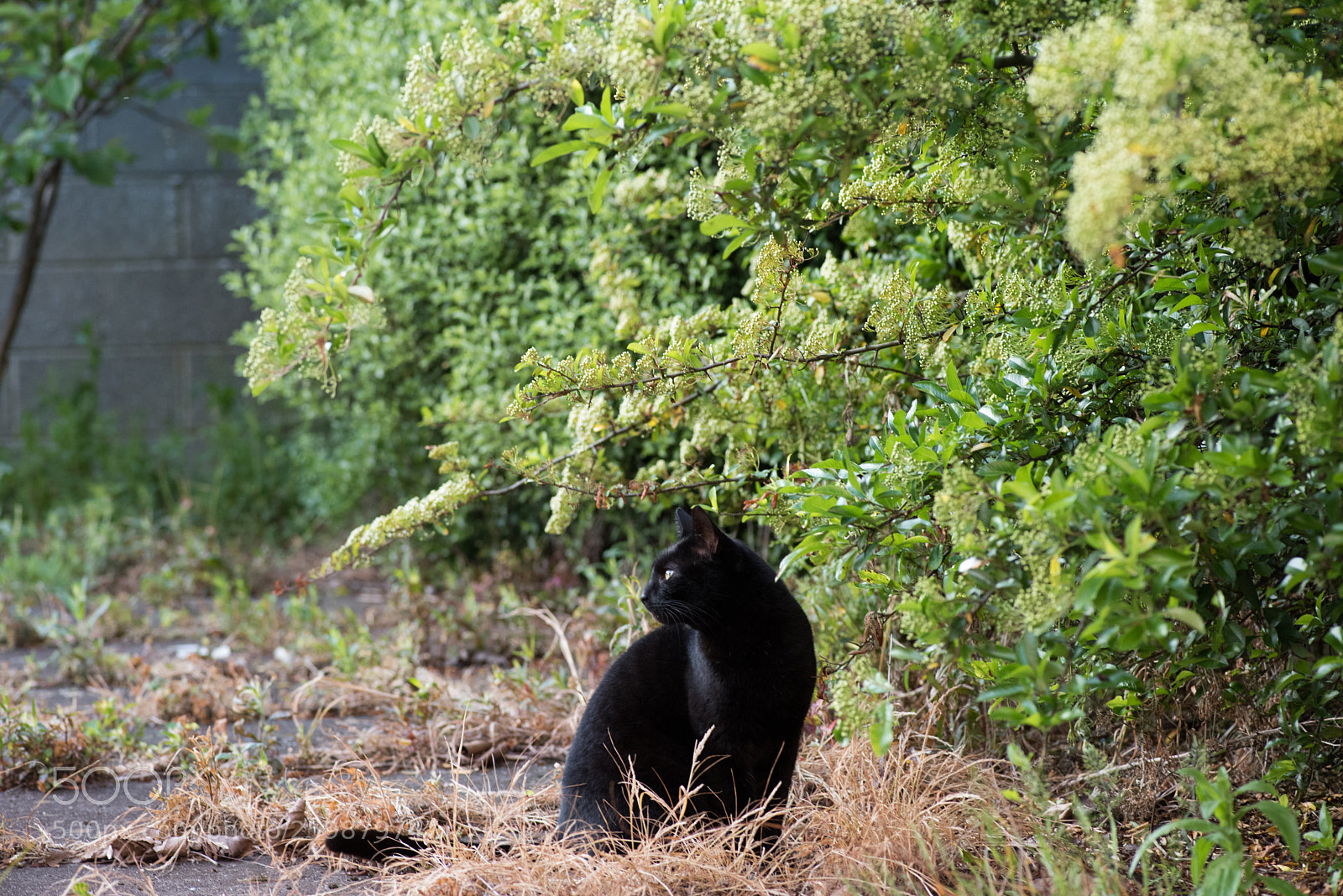 Nikon D810 sample photo. Photos for milk photography