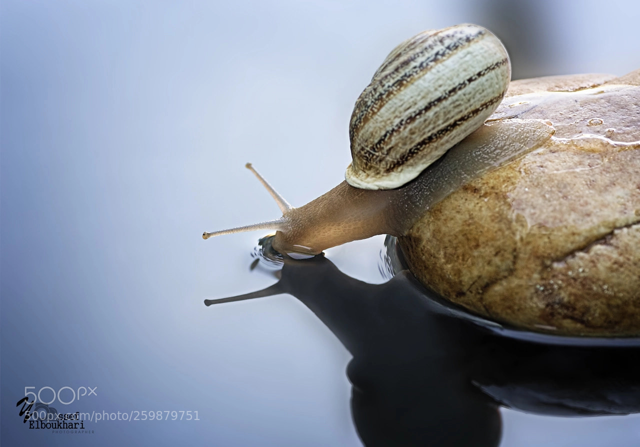 Canon EOS 60D sample photo. Drinking snail photography