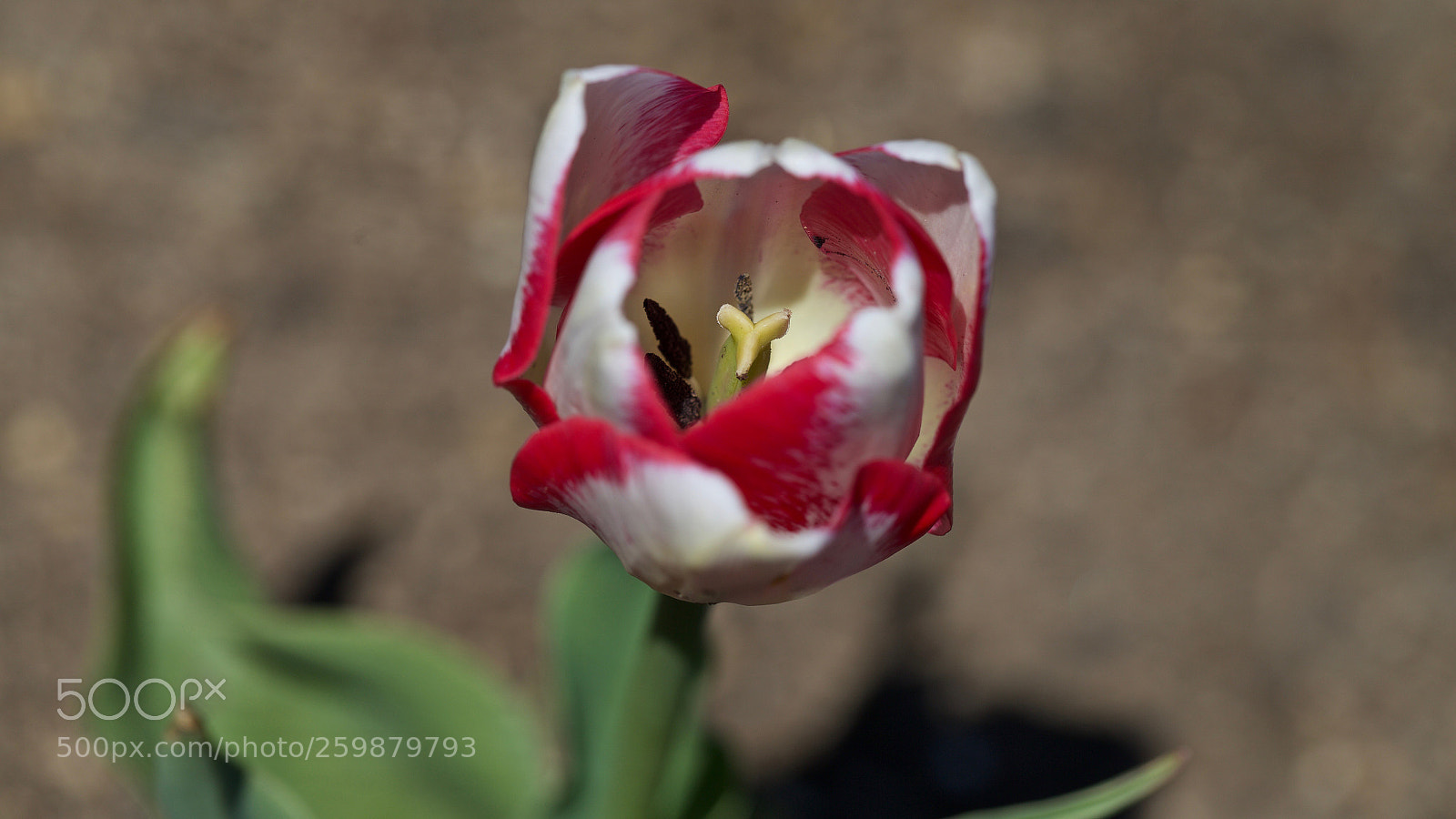 Canon EOS-1D X sample photo. Center of attraction... photography