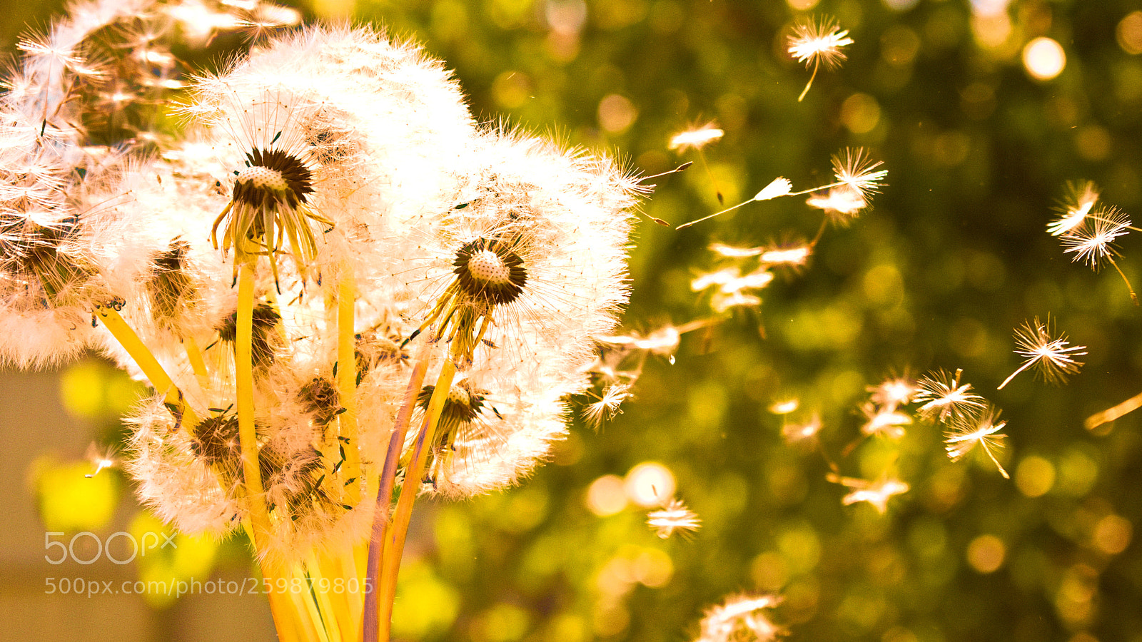 Nikon D3400 sample photo. Solar and fluffy dandelions. photography