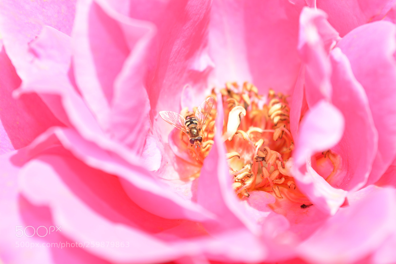 Nikon D5200 sample photo. Up1 photography
