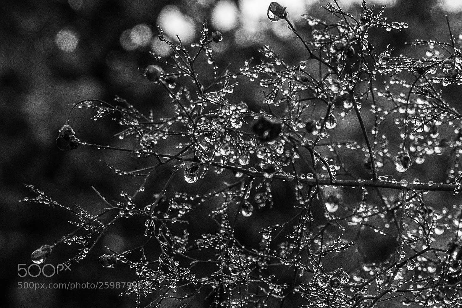 Sony a7 sample photo. Bubbles  photography