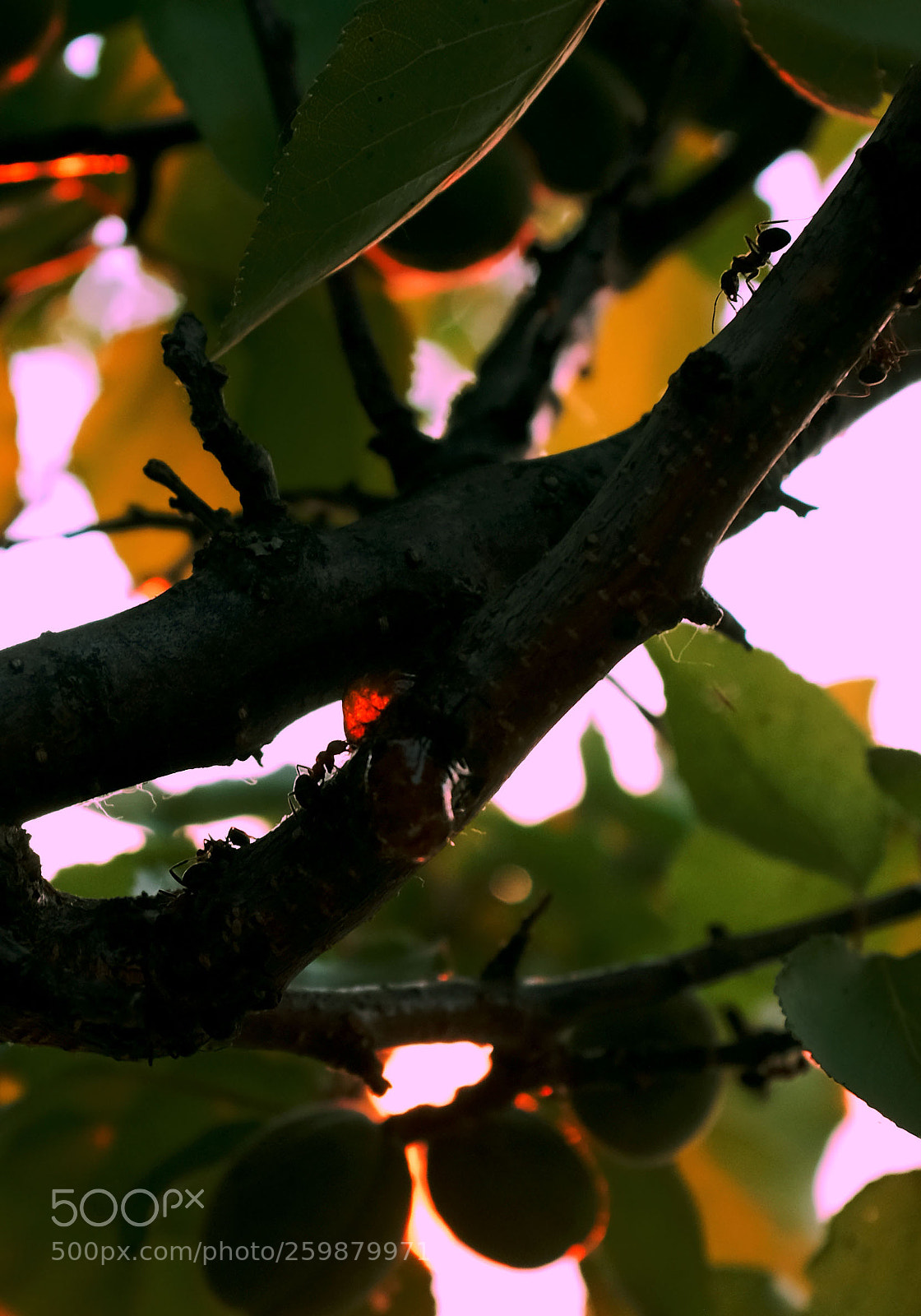 Fujifilm X100T sample photo. Ants life photography
