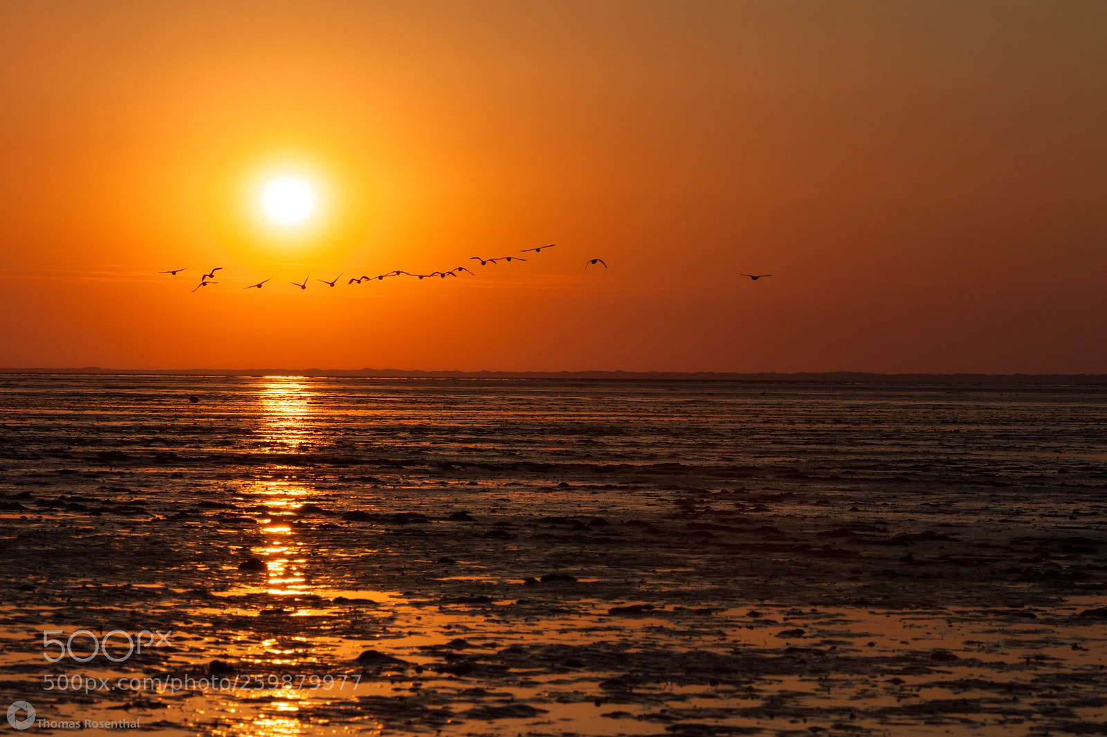 Nikon D700 sample photo. Flying into the sunset photography