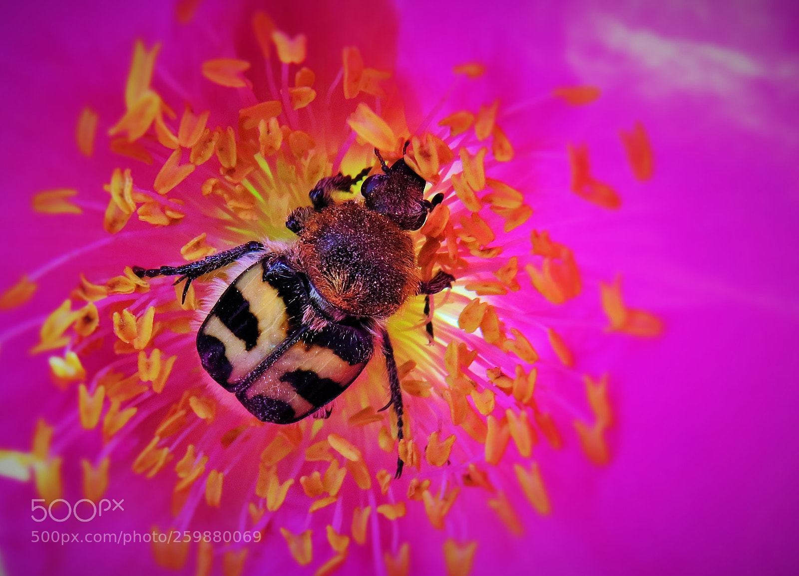 Canon PowerShot SX50 HS sample photo. Wild bee on blossom () photography