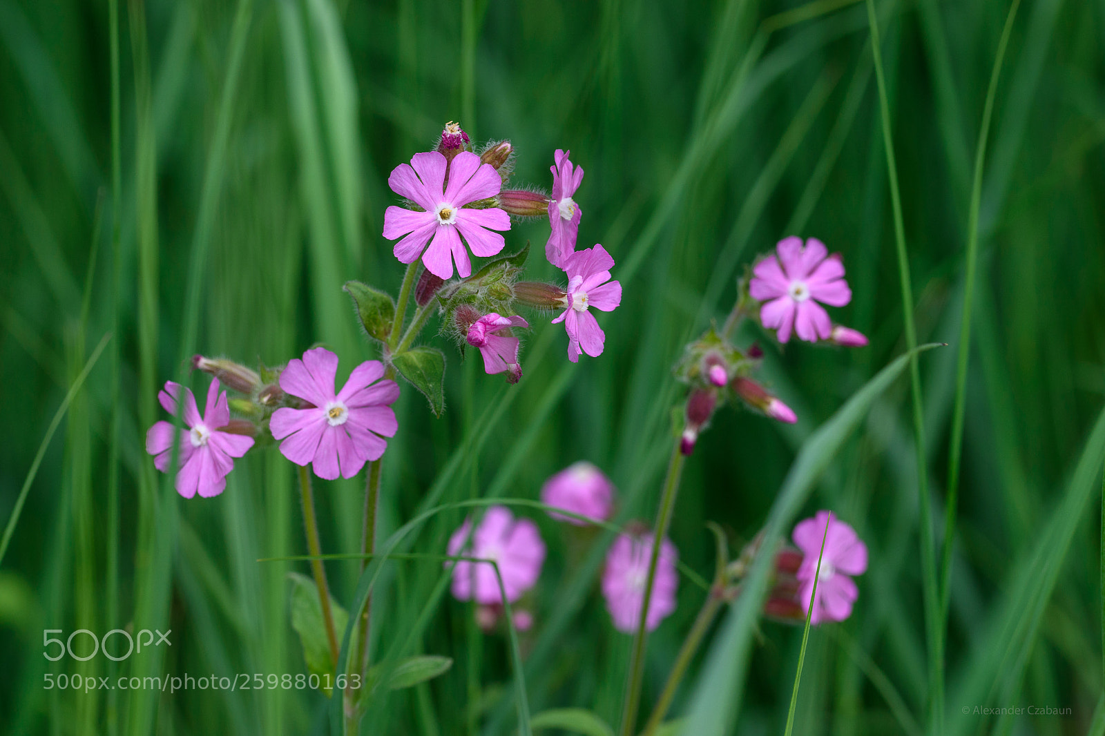 Nikon D5500 sample photo. English maiden photography