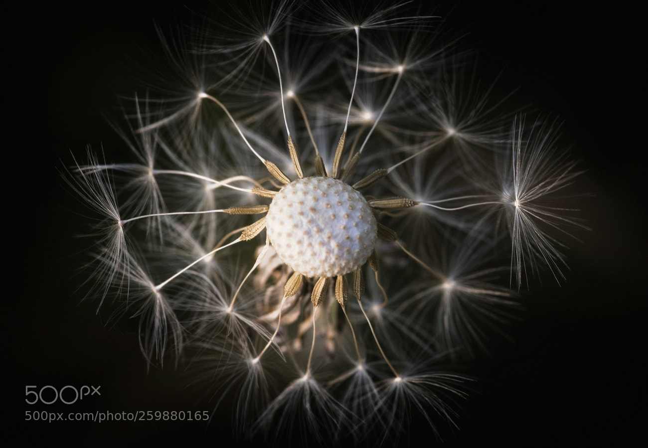 Canon EOS 500D (EOS Rebel T1i / EOS Kiss X3) sample photo. Dandelion photography