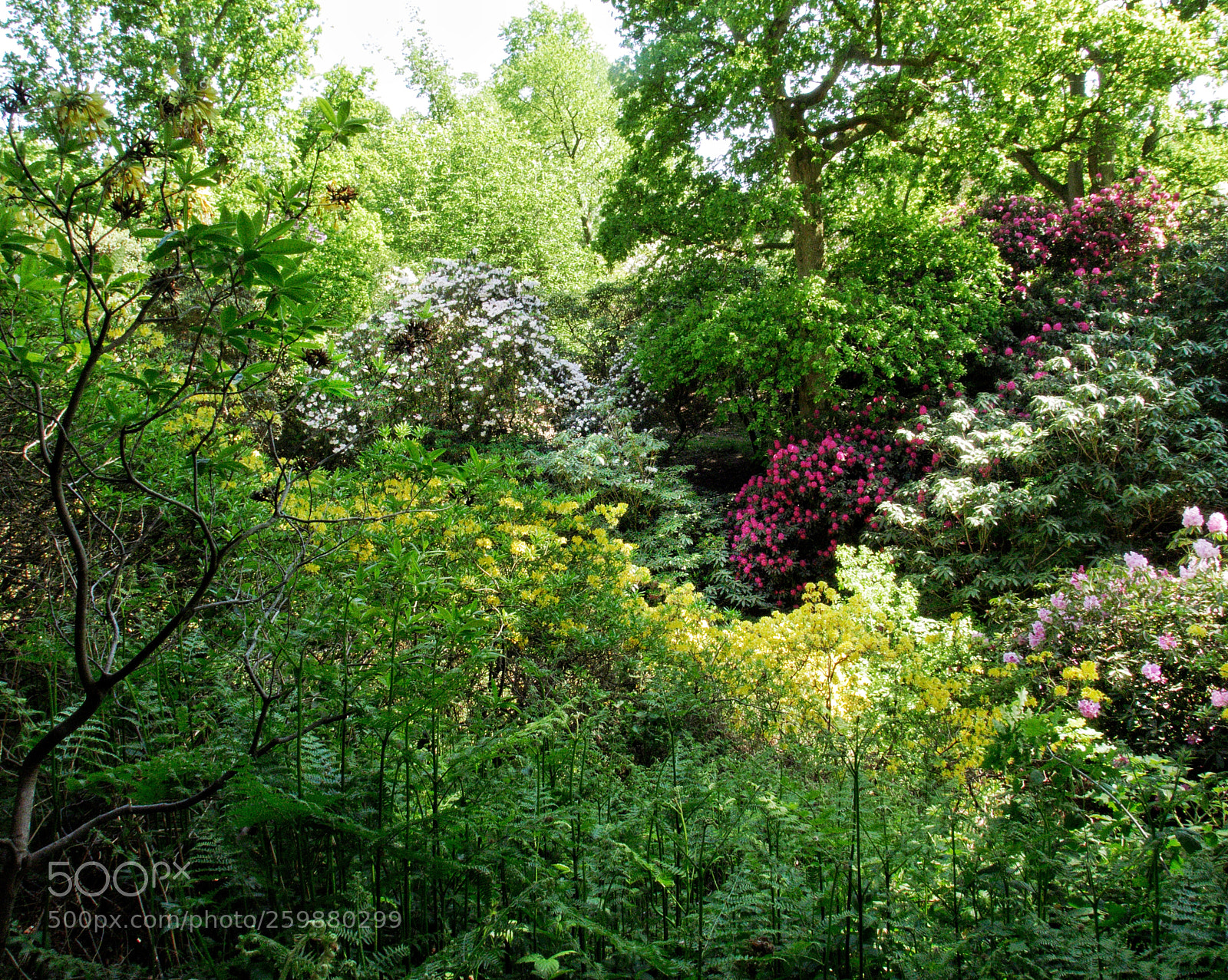 Panasonic Lumix DMC-LX100 sample photo. Wakehurst place in may photography