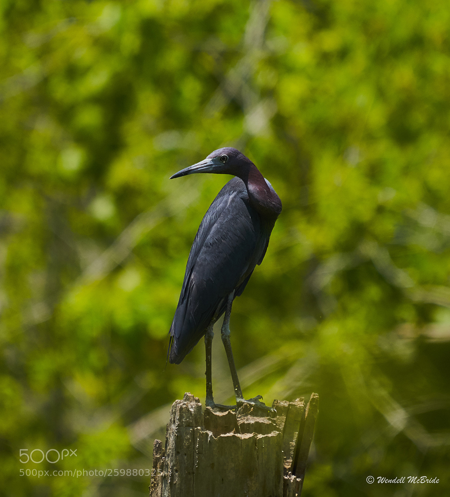 Sony a7R III sample photo. Little blue heron photography