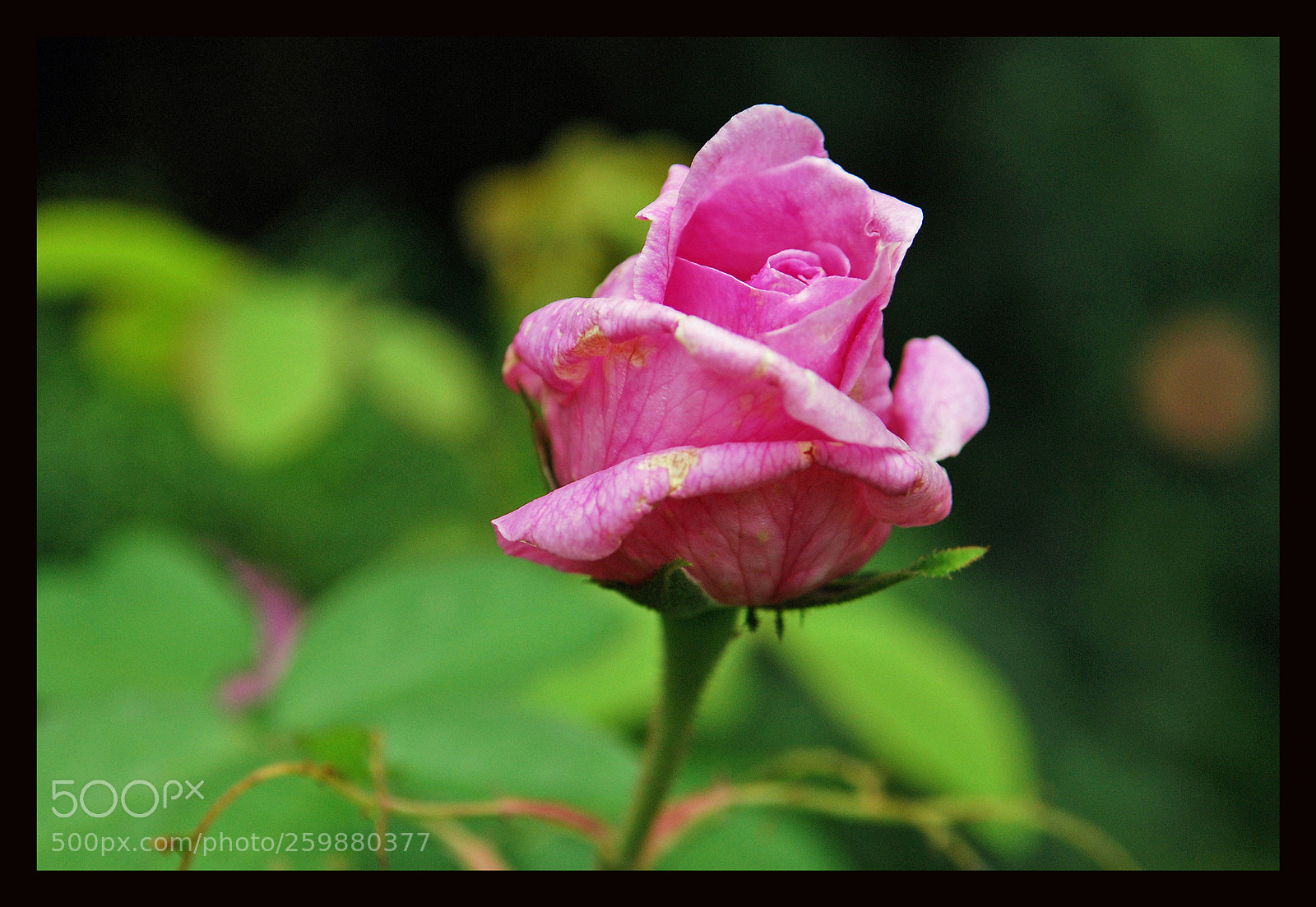 Nikon D80 sample photo. Rose photography
