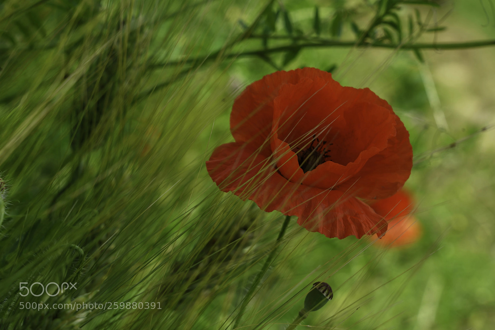 Sony a7R III sample photo. Red and green photography