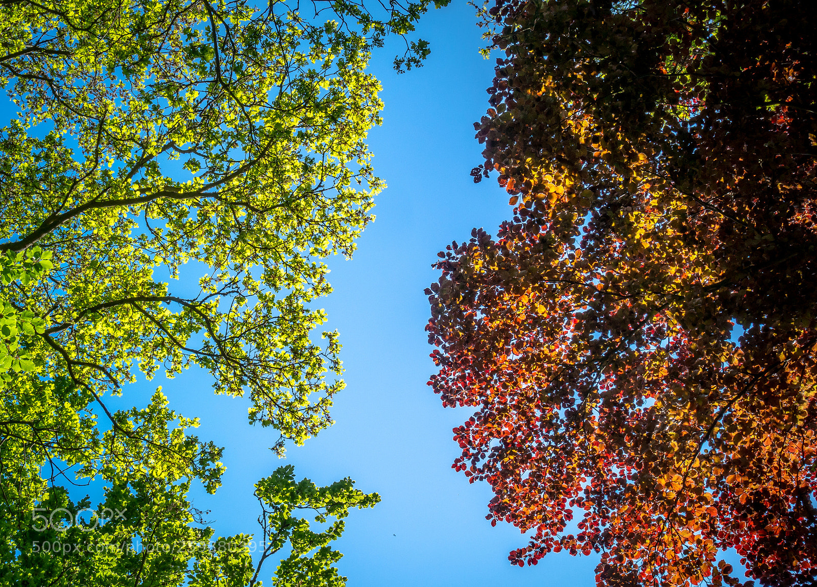 Sony Cyber-shot DSC-RX100 III sample photo. Colours of nature photography