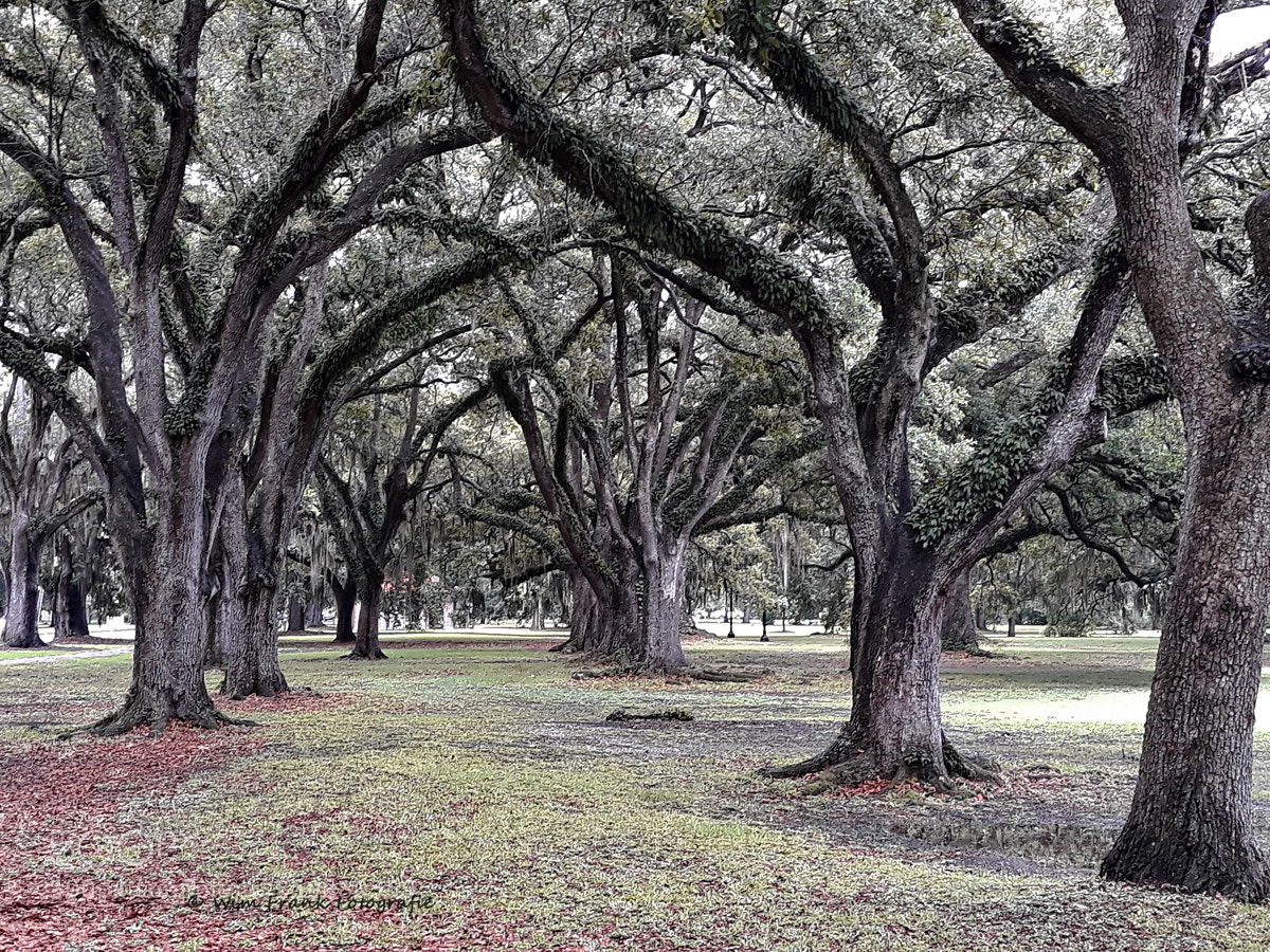 Samsung Galaxy J5 sample photo. Audubon park new orleans. photography