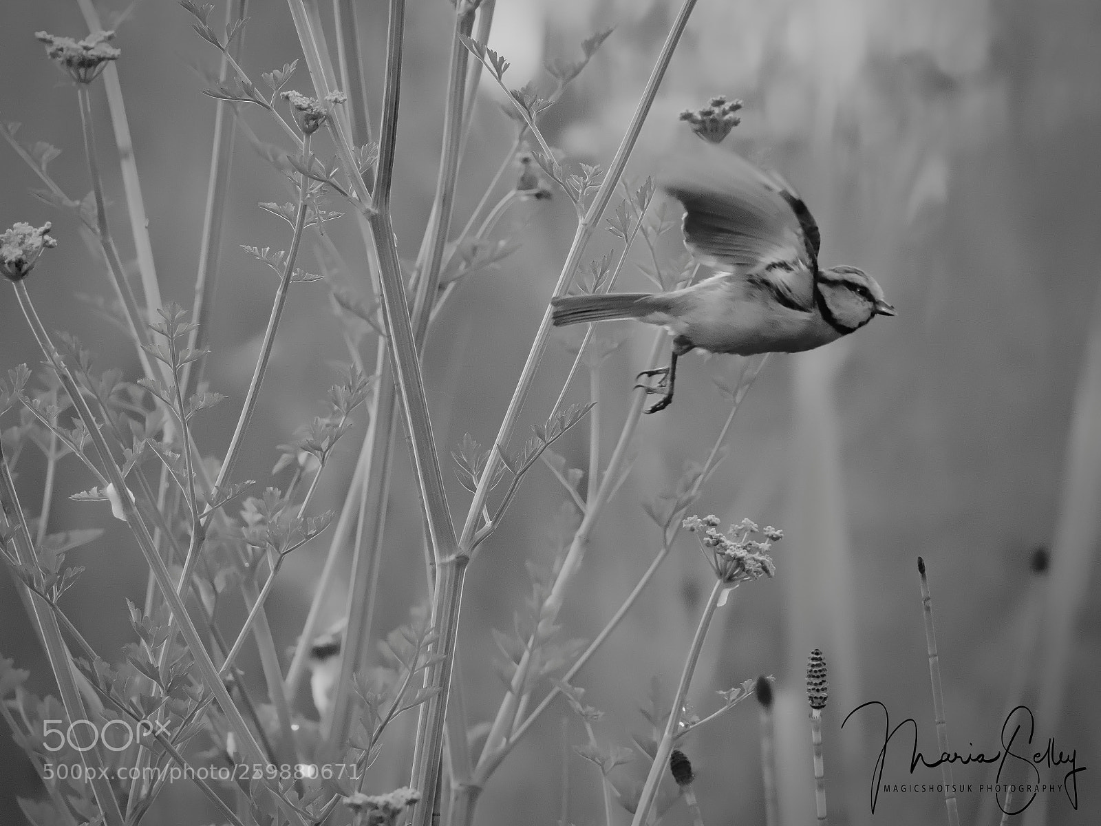 Olympus OM-D E-M1 Mark II sample photo. Little wings photography