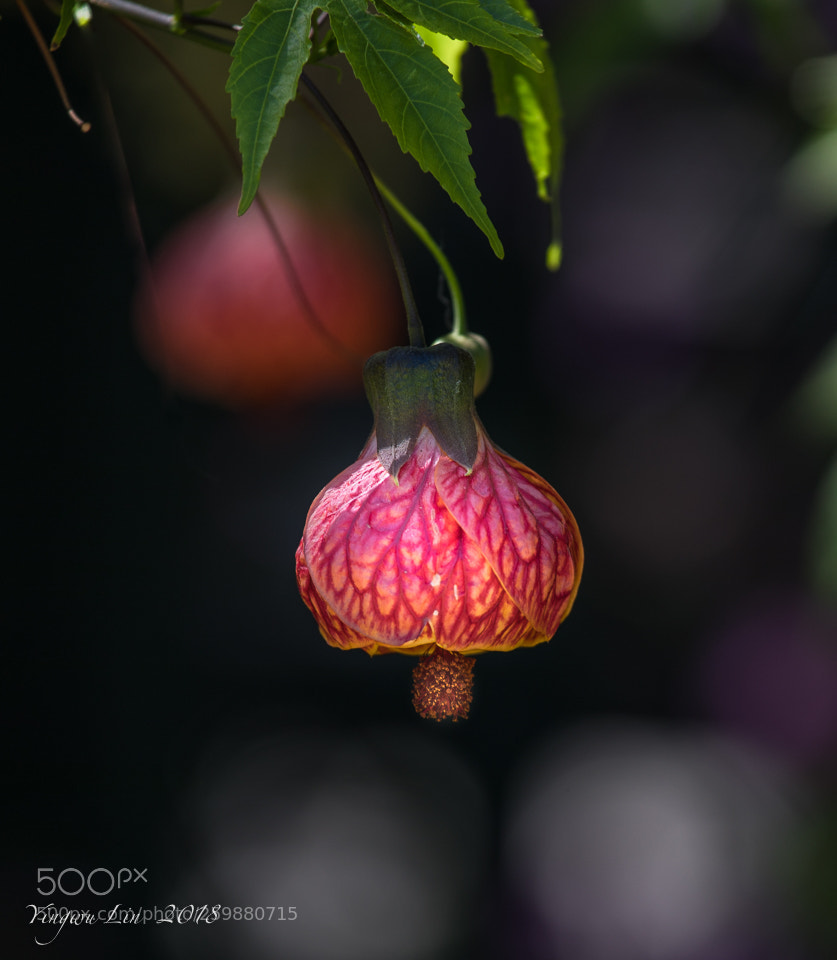 Canon EOS 5D Mark IV sample photo. Img 9887-1.jpg abutilon pictum photography